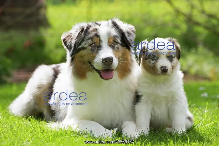 : 80194286 Dog - Australian Shepherd / Sheepdog with : 80194286 Dog - Australian Shepherd / Sheepdog with