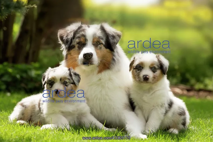 : 80194287 Dog - Australian Shepherd / Sheepdog with : 80194287 Dog - Australian Shepherd / Sheepdog with