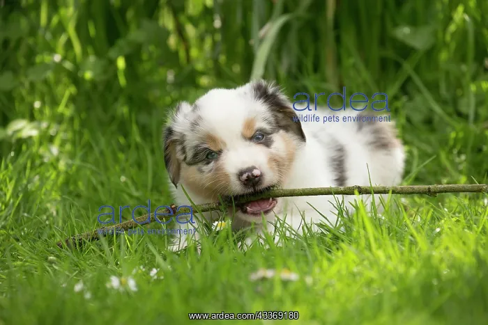 : 80194288 Dog - Australian Shepherd / Sheepdog puppy : 80194288 Dog - Australian Shepherd / Sheepdog puppy