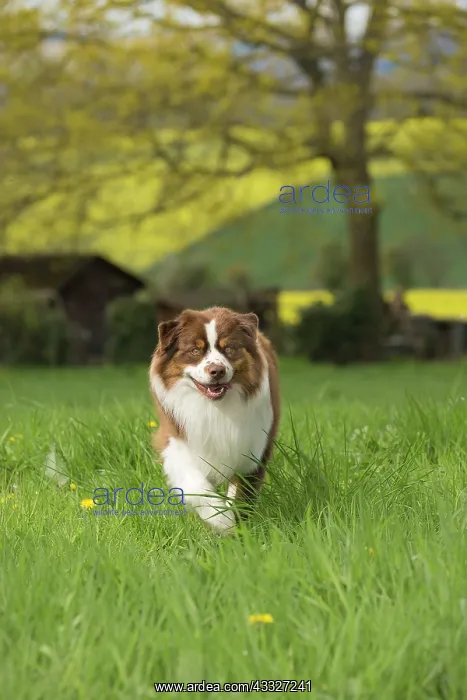 : 80194309 Dog - Australian Shepherd / Sheepdog Jean-Michel : 80194309 Dog - Australian Shepherd / Sheepdog Jean-Michel