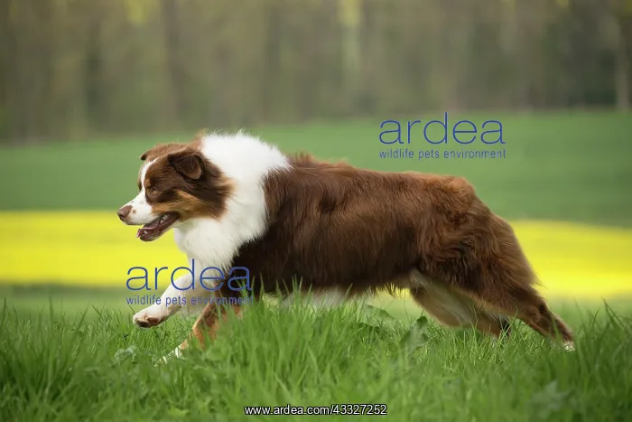 : 80194310 Dog - Australian Shepherd / Sheepdog Jean-Michel : 80194310 Dog - Australian Shepherd / Sheepdog Jean-Michel