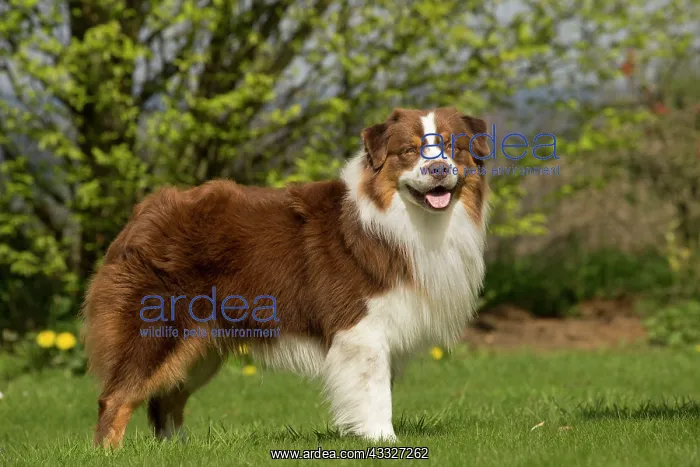 : 80194311 Dog - Australian Shepherd / Sheepdog Jean-Michel : 80194311 Dog - Australian Shepherd / Sheepdog Jean-Michel