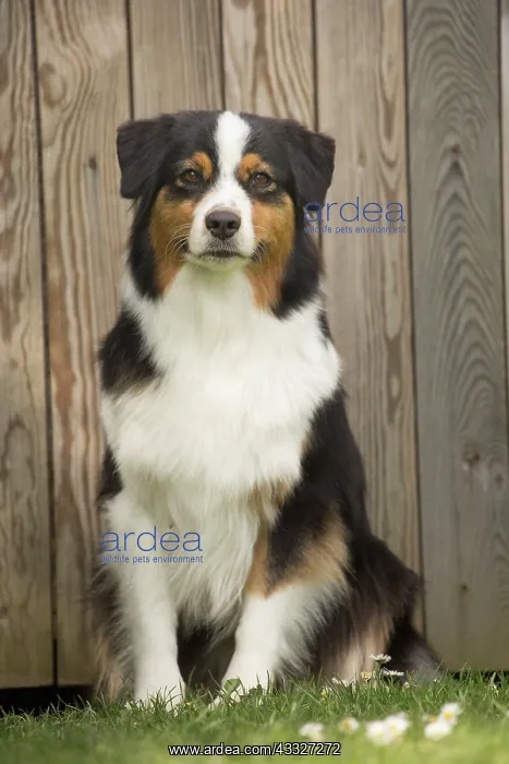 : 80194312 Dog - Australian Shepherd / Sheepdog Jean-Michel : 80194312 Dog - Australian Shepherd / Sheepdog Jean-Michel