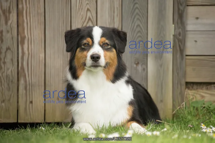 : 80194313 Dog - Australian Shepherd / Sheepdog Jean-Michel : 80194313 Dog - Australian Shepherd / Sheepdog Jean-Michel