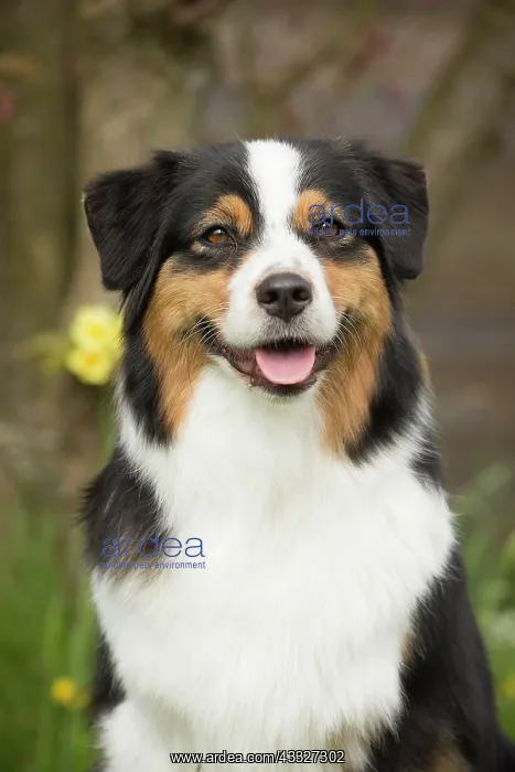 : 80194315 Dog - Australian Shepherd / Sheepdog Jean-Michel : 80194315 Dog - Australian Shepherd / Sheepdog Jean-Michel