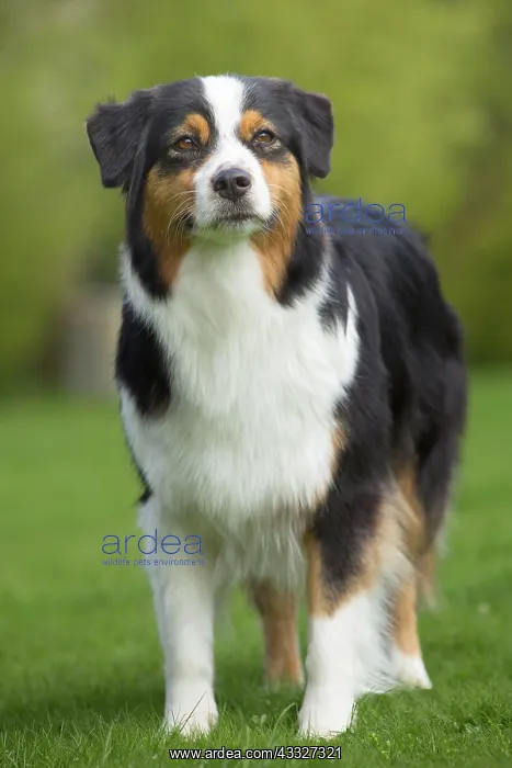 : 80194317 Dog - Australian Shepherd / Sheepdog Jean-Michel : 80194317 Dog - Australian Shepherd / Sheepdog Jean-Michel