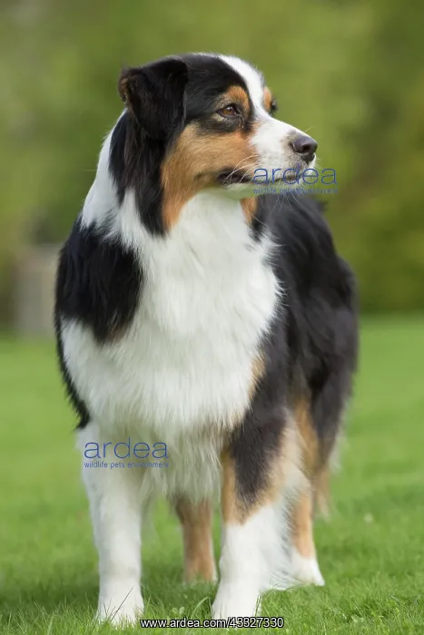  : 80194318 Dog - Australian Shepherd  /  Sheepdog Jean-Michel