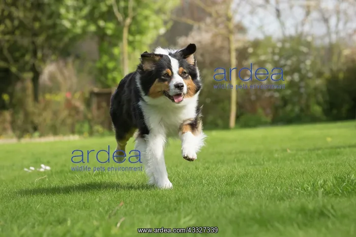 : 80194319 Dog - Australian Shepherd / Sheepdog Jean-Michel : 80194319 Dog - Australian Shepherd / Sheepdog Jean-Michel