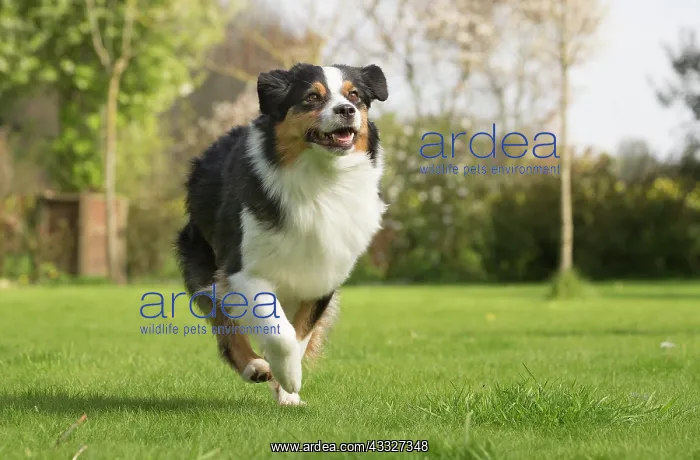 : 80194320 Dog - Australian Shepherd / Sheepdog Jean-Michel : 80194320 Dog - Australian Shepherd / Sheepdog Jean-Michel