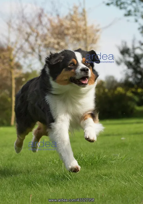: 80194321 Dog - Australian Shepherd / Sheepdog Jean-Michel : 80194321 Dog - Australian Shepherd / Sheepdog Jean-Michel