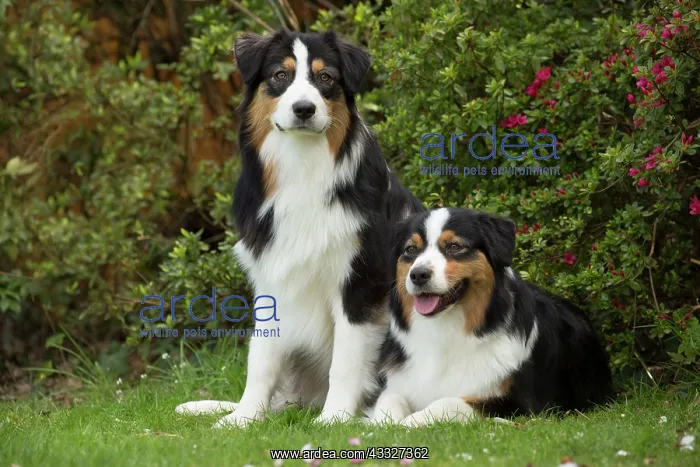 : 80194322 Dog - Australian Shepherd / Sheepdog Jean-Michel : 80194322 Dog - Australian Shepherd / Sheepdog Jean-Michel