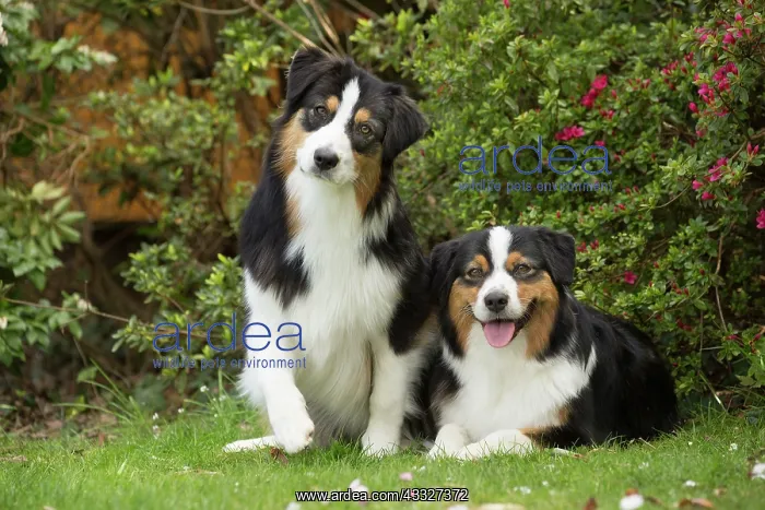  : 80194323 Dog - Australian Shepherd  /  Sheepdog Jean-Michel