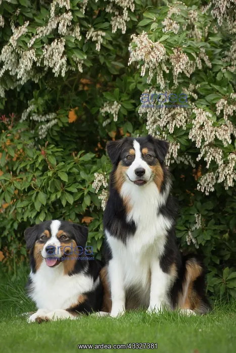  : 80194324 Dog - Australian Shepherd  /  Sheepdog Jean-Michel