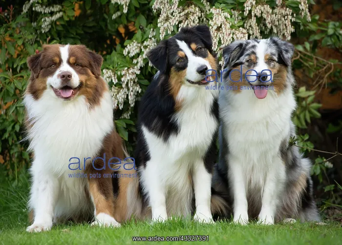 : 80194325 Dog - Australian Shepherd / Sheepdog Jean-Michel : 80194325 Dog - Australian Shepherd / Sheepdog Jean-Michel