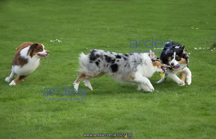 : 80194326 Dog - Australian Shepherd / Sheepdog Jean-Michel : 80194326 Dog - Australian Shepherd / Sheepdog Jean-Michel