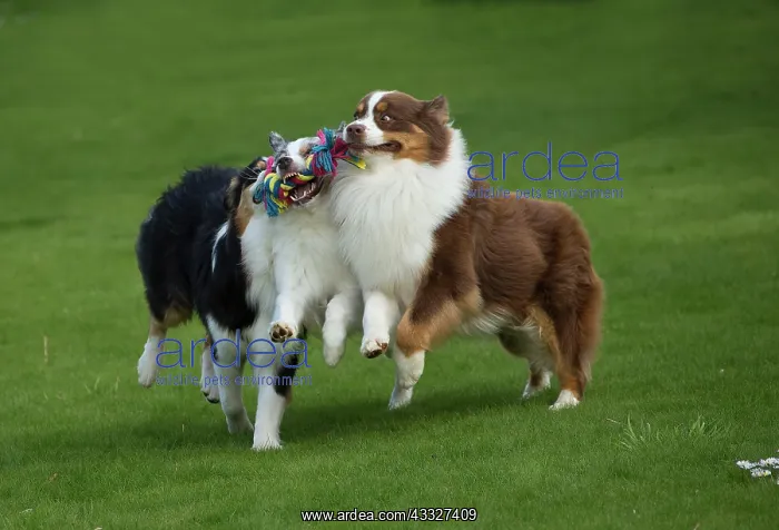 : 80194327 Dog - Australian Shepherd / Sheepdog Jean-Michel : 80194327 Dog - Australian Shepherd / Sheepdog Jean-Michel