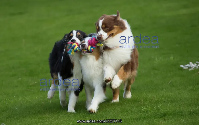 : 80194328 Dog - Australian Shepherd / Sheepdog Jean-Michel : 80194328 Dog - Australian Shepherd / Sheepdog Jean-Michel