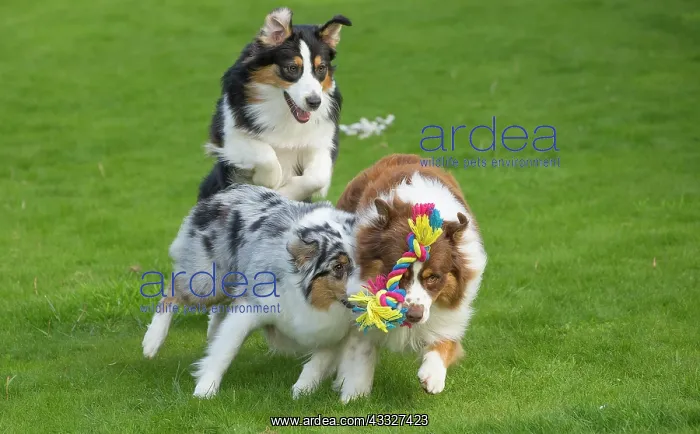 : 80194329 Dog - Australian Shepherd / Sheepdog Jean-Michel : 80194329 Dog - Australian Shepherd / Sheepdog Jean-Michel