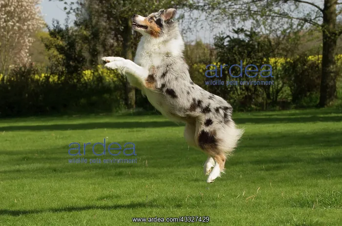 : 80194330 Dog - Australian Shepherd / Sheepdog Jean-Michel : 80194330 Dog - Australian Shepherd / Sheepdog Jean-Michel