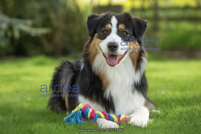 : 80194332 Dog - Australian Shepherd / Sheepdog Jean-Michel : 80194332 Dog - Australian Shepherd / Sheepdog Jean-Michel