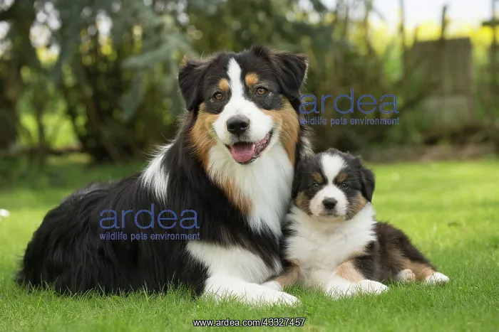: 80194333 Dog - Australian Shepherd / Sheepdog with : 80194333 Dog - Australian Shepherd / Sheepdog with