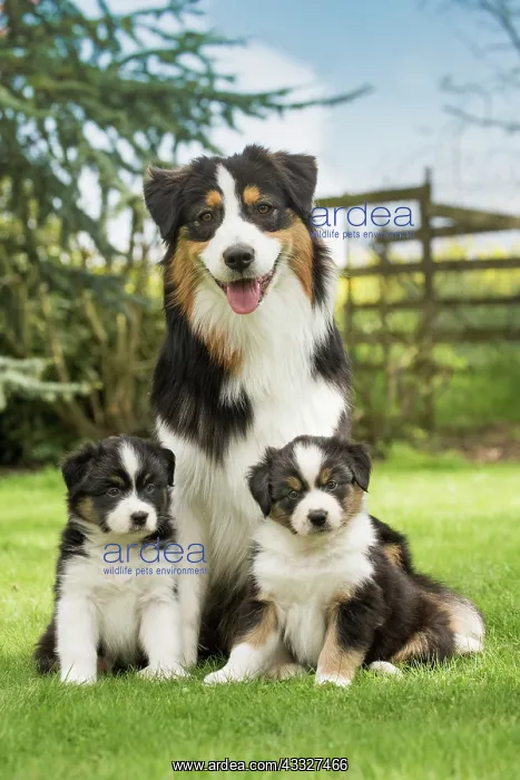 : 80194334 Dog - Australian Shepherd / Sheepdog with : 80194334 Dog - Australian Shepherd / Sheepdog with