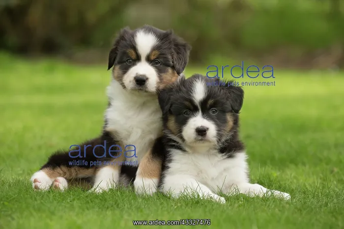 : 80194335 Dog - Australian Shepherd / Sheepdog puppies : 80194335 Dog - Australian Shepherd / Sheepdog puppies