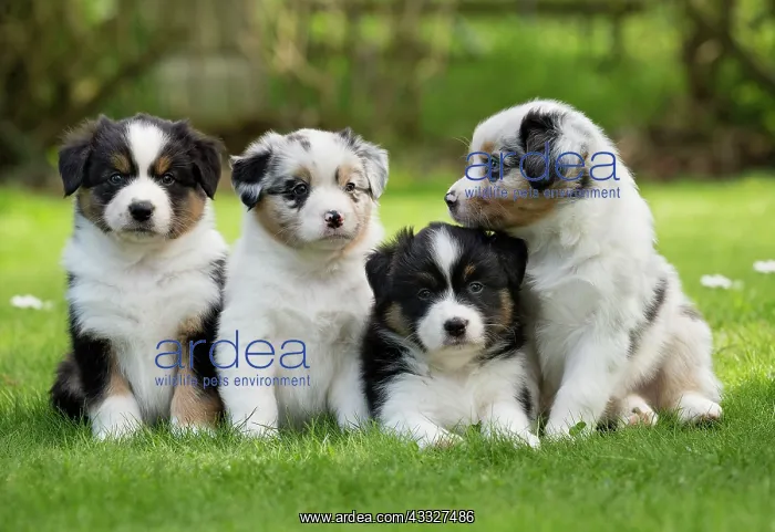 : 80194336 Dog - Australian Shepherd / Sheepdog puppies : 80194336 Dog - Australian Shepherd / Sheepdog puppies