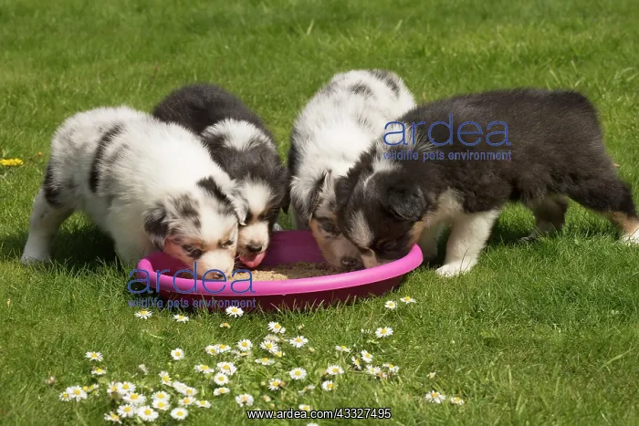 : 80194337 Dog - Australian Shepherd / Sheepdog puppies : 80194337 Dog - Australian Shepherd / Sheepdog puppies
