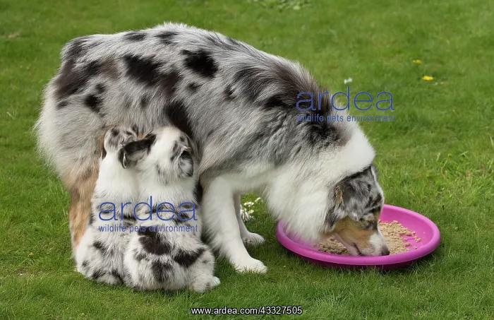 : 80194338 Dog - Australian Shepherd / Sheepdog with : 80194338 Dog - Australian Shepherd / Sheepdog with