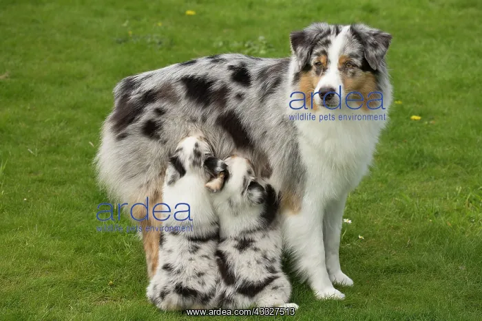 : 80194339 Dog - Australian Shepherd / Sheepdog with : 80194339 Dog - Australian Shepherd / Sheepdog with
