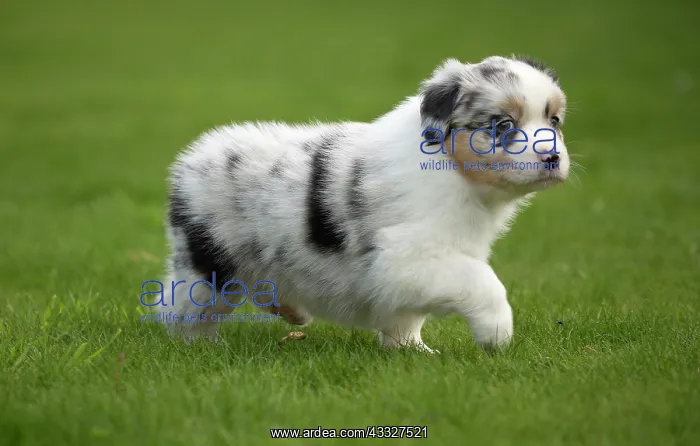 : 80194340 Dog - Australian Shepherd / Sheepdog puppy : 80194340 Dog - Australian Shepherd / Sheepdog puppy