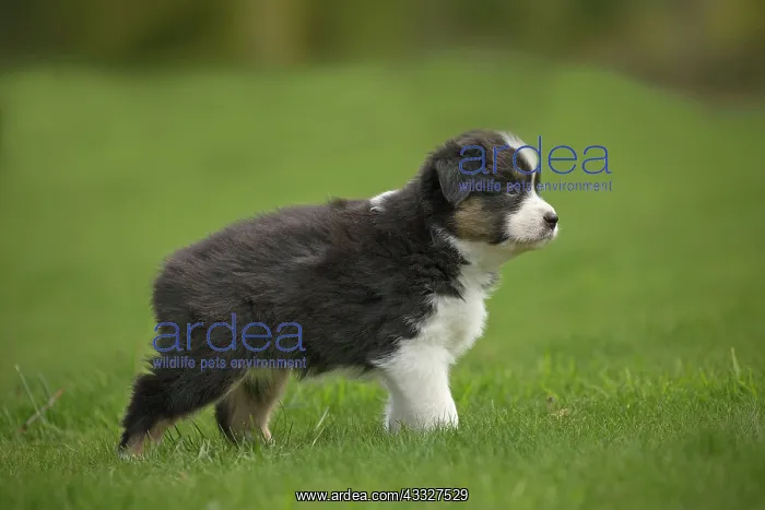 : 80194341 Dog - Australian Shepherd / Sheepdog puppy : 80194341 Dog - Australian Shepherd / Sheepdog puppy