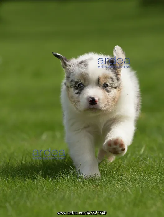 : 80194342 Dog - Australian Shepherd / Sheepdog puppy : 80194342 Dog - Australian Shepherd / Sheepdog puppy