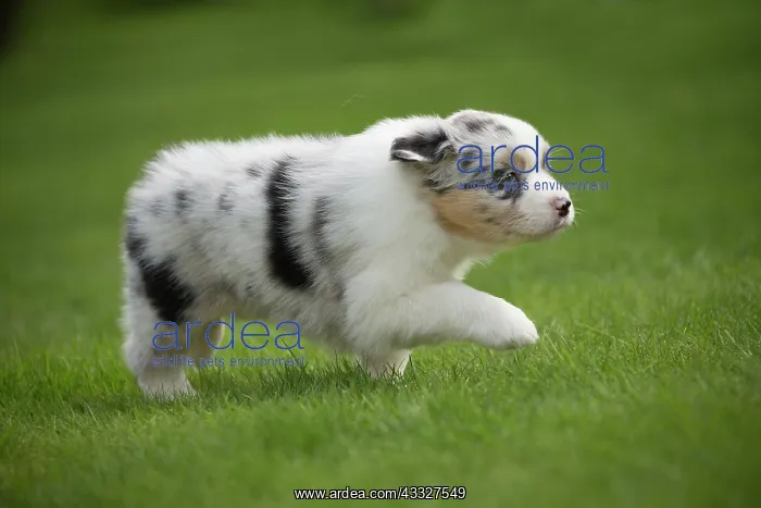 : 80194343 Dog - Australian Shepherd / Sheepdog puppy : 80194343 Dog - Australian Shepherd / Sheepdog puppy