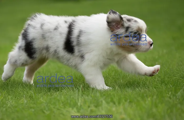 : 80194344 Dog - Australian Shepherd / Sheepdog puppy : 80194344 Dog - Australian Shepherd / Sheepdog puppy