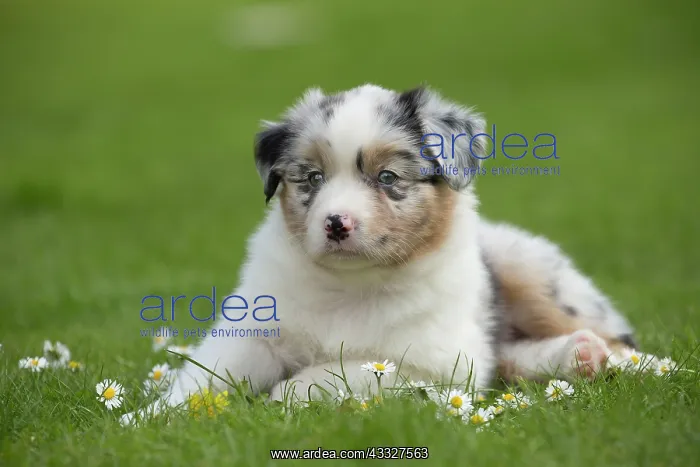 : 80194345 Dog - Australian Shepherd / Sheepdog puppy : 80194345 Dog - Australian Shepherd / Sheepdog puppy