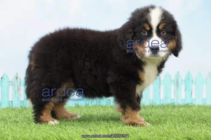 : 80194346 Dog - Bernese Mountain puppy Jean-Michel : 80194346 Dog - Bernese Mountain puppy Jean-Michel