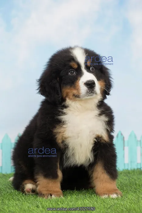 : 80194347 Dog - Bernese Mountain puppy Jean-Michel : 80194347 Dog - Bernese Mountain puppy Jean-Michel