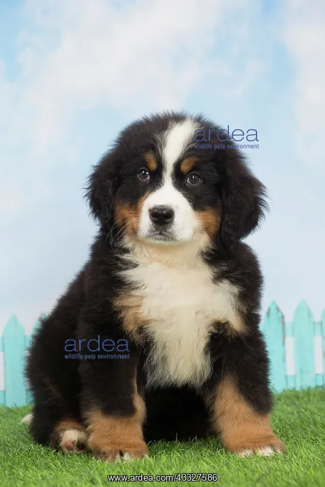  : 80194348 Dog - Bernese Mountain puppy Jean-Michel