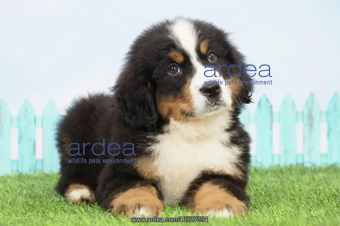 : 80194349 Dog - Bernese Mountain puppy Jean-Michel : 80194349 Dog - Bernese Mountain puppy Jean-Michel