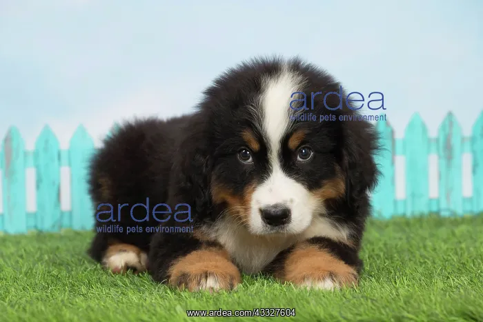 : 80194350 Dog - Bernese Mountain puppy Jean-Michel : 80194350 Dog - Bernese Mountain puppy Jean-Michel