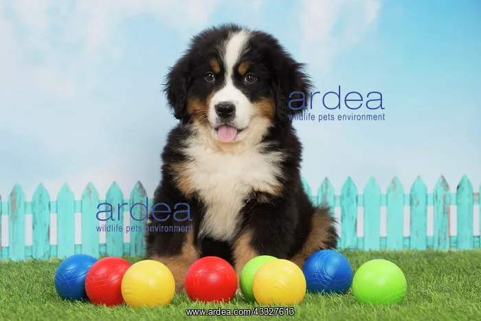 : 80194351 Dog - Bernese Mountain puppy Jean-Michel : 80194351 Dog - Bernese Mountain puppy Jean-Michel