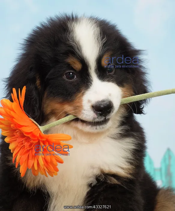 : 80194352 Dog - Bernese Mountain puppy Jean-Michel : 80194352 Dog - Bernese Mountain puppy Jean-Michel