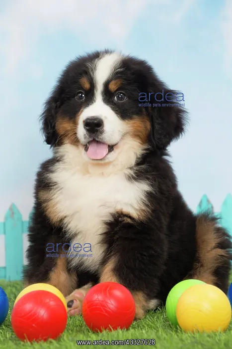 : 80194353 Dog - Bernese Mountain puppy Jean-Michel : 80194353 Dog - Bernese Mountain puppy Jean-Michel