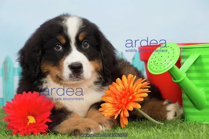 : 80194354 Dog - Bernese Mountain puppy Jean-Michel : 80194354 Dog - Bernese Mountain puppy Jean-Michel