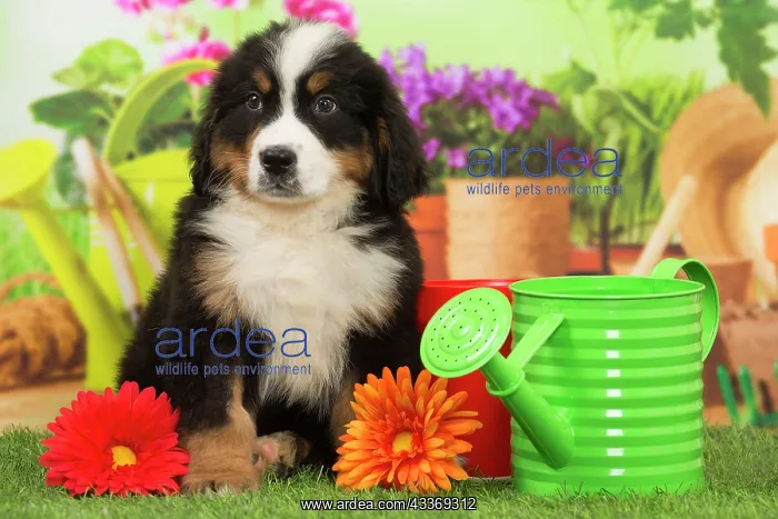 : 80194355 Dog - Bernese Mountain puppy Jean-Michel : 80194355 Dog - Bernese Mountain puppy Jean-Michel