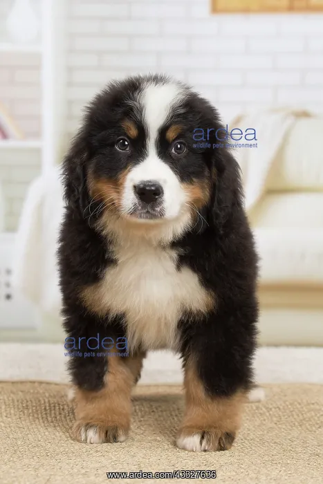 : 80194356 Dog - Bernese Mountain puppy Jean-Michel : 80194356 Dog - Bernese Mountain puppy Jean-Michel