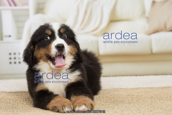 : 80194357 Dog - Bernese Mountain puppy Jean-Michel : 80194357 Dog - Bernese Mountain puppy Jean-Michel