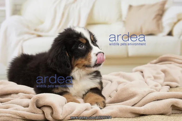 : 80194358 Dog - Bernese Mountain puppy Jean-Michel : 80194358 Dog - Bernese Mountain puppy Jean-Michel